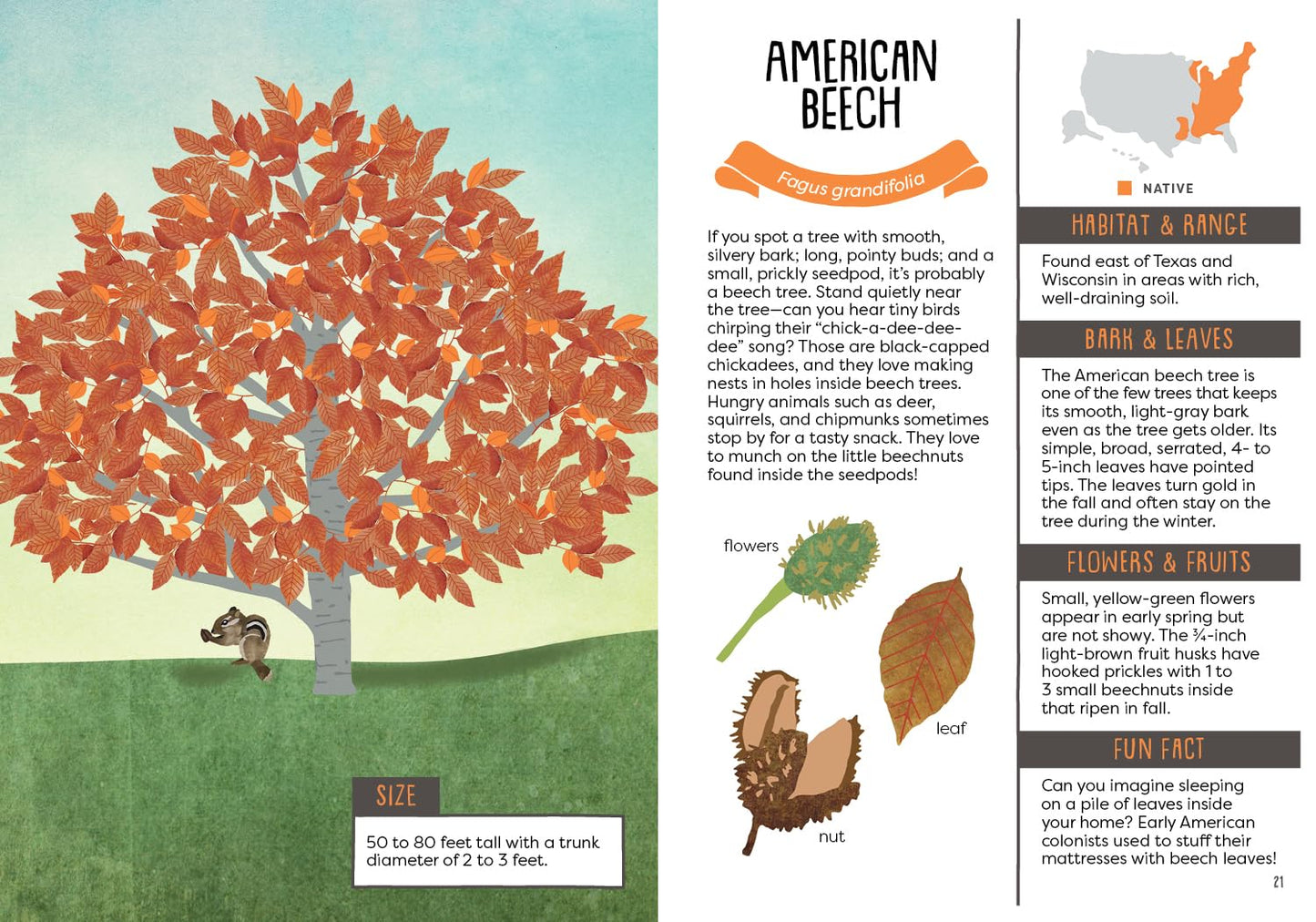 A Kid's Guide to Backyard Trees by Felicia Brower