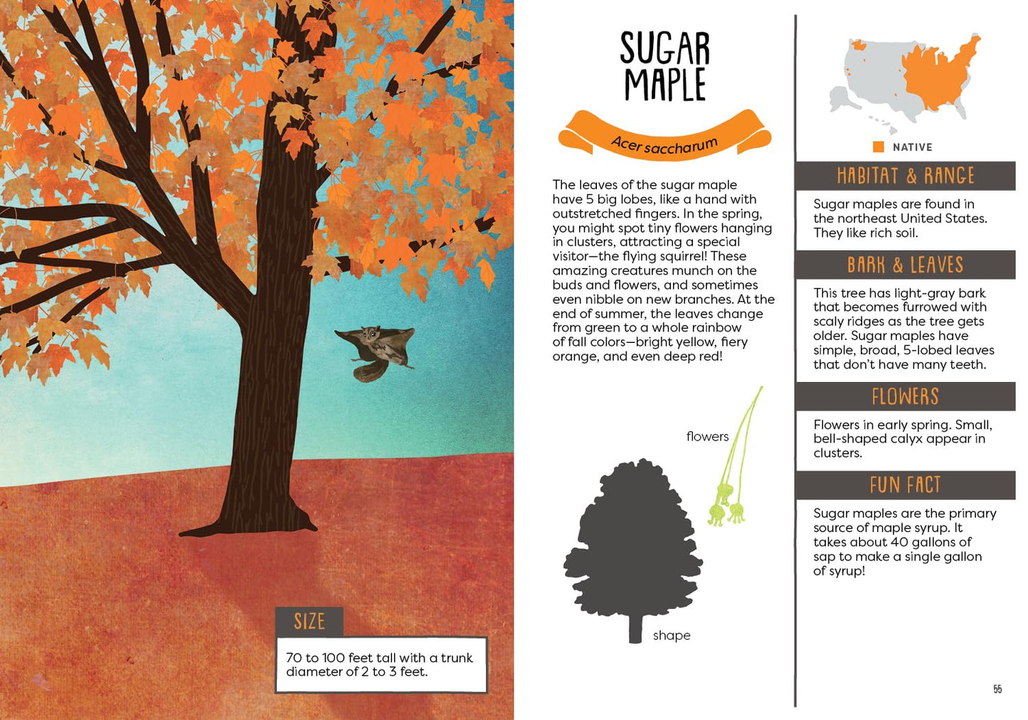 A Kid's Guide to Backyard Trees by Felicia Brower