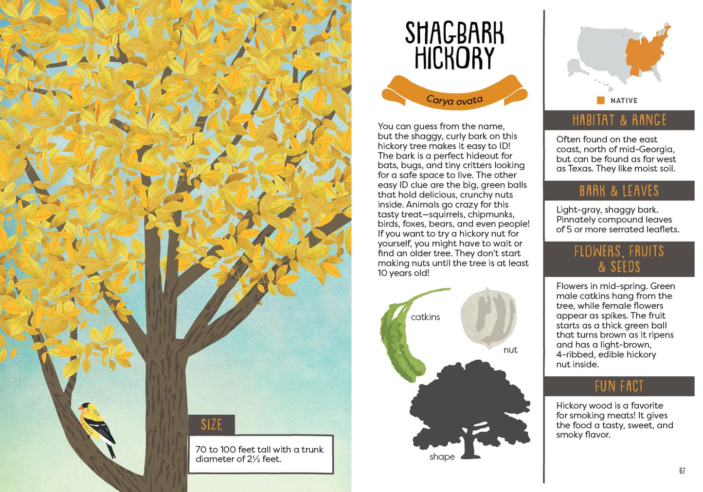 A Kid's Guide to Backyard Trees by Felicia Brower